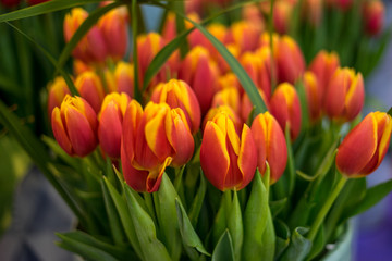 Flower garden, Netherlands, , a close up of a flower