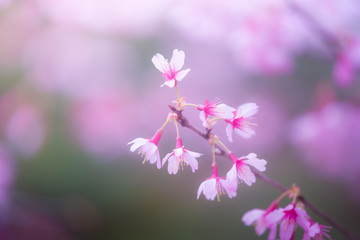 桜