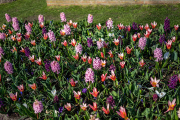 Flower garden, Netherlands, , a close up of a flower garden