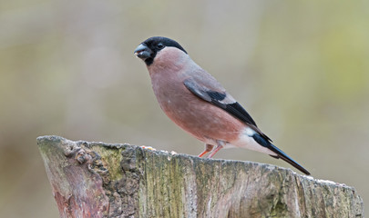 Female bullfinch, RSPB Old Moor, Barnsley, South Yorkshire.