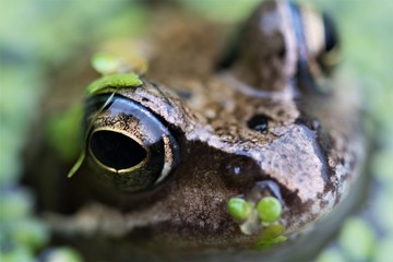 Common frog eye contact portrait