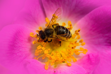 Bee on a flower. Red dog rose. Garden honey. Summer. Insect. Honey bee close. Healthy sweets.