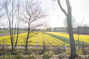 Flower garden, Netherlands , a large green field with trees in the background