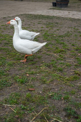 Flower garden, Netherlands , a bird that is standing in a parking lot