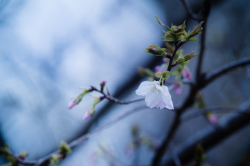 桜