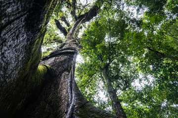 Wysokie drzewo w kostarykańskim lesie