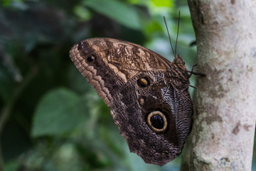 Motyl na liściu w Kostaryce
