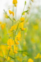 beautiful yellow sunhemp flower in nature background. Crotalaria juncea