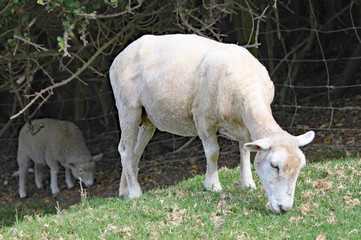 Obraz na płótnie Canvas A shorn sheep grazes on the grass in a meadow.