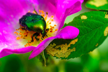 Nature. Insect on the flower. Garden. Green beetle. Error in the code metaphor. Bug. Natural background. Summer mood. Insect repellent.