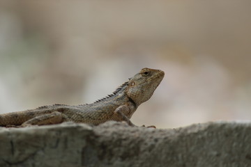Chameleon