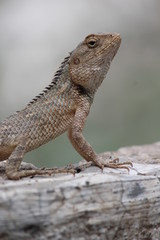 Chameleon