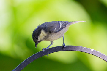 Naklejka premium bird on feeder