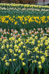 Flower garden, Netherlands , a yellow flower