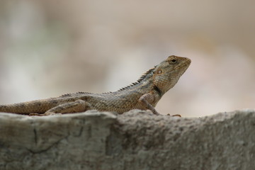 Chameleon