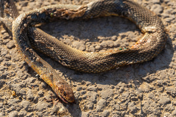 Dead snake. Road wars - death of a Reptile from the car. The killing of a animal. Caspian whipsnake (caspius) also known as the large whipsnake (Dolichophis/Coluber).