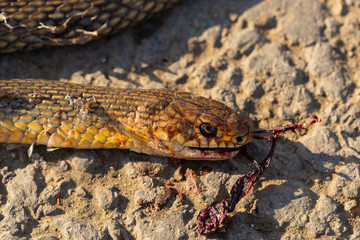 Dead snake. Road wars - death of a Reptile from the car. The killing of a animal. Caspian whipsnake (caspius) also known as the large whipsnake (Dolichophis/Coluber).