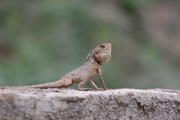 Chameleon
