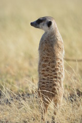 Fototapeta premium BOTSUANA (safari fotografico)