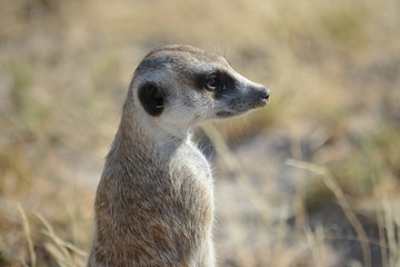 BOTSUANA (safari fotografico)