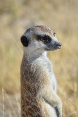 BOTSUANA (safari fotografico)