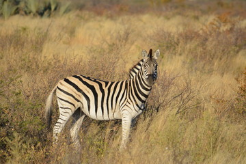 Fototapeta na wymiar BOTSUANA (safari fotografico)