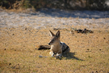 BOTSUANA (safari fotografico)