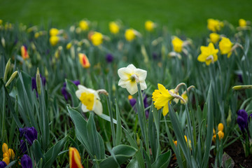 Obraz premium Flower garden, Netherlands , a yellow flower in a field