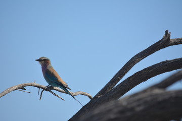 BOTSUANA (safari fotografico)