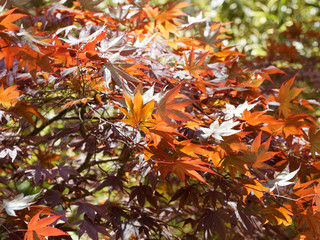 Roter Fächerahorn (Acer palmatum atropurpureum 'Bloodgood')
