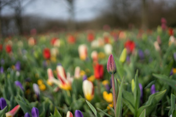Flower garden, Netherlands , a close up of a flower garden