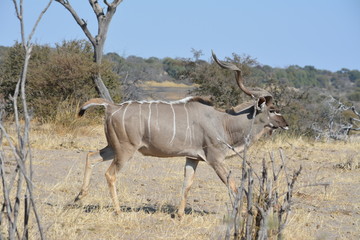 BOTSUANA (safari fotografico)