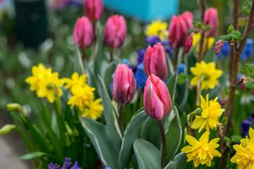 Obraz premium Flower garden, Netherlands , a close up of a flower