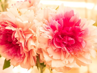 Beautiful peonies variety rose heart, with gorgeous coral flowers
