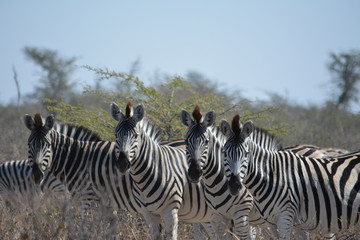 BOTSUANA (safari fotografico)