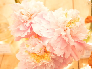 Beautiful peonies with gorgeous coral flowers