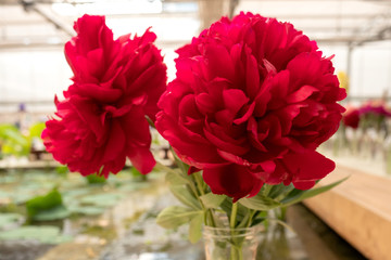 Beautiful peonies variety coral, with gorgeous red flowers