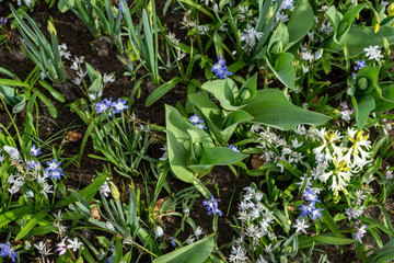Flower garden, Netherlands , a green plant in a garden