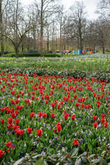 Flower garden, Netherlands , a close up of a flower garden with Keukenhof in the background