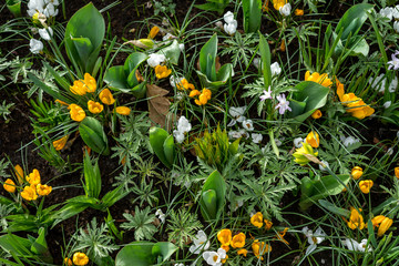 Flower garden, Netherlands , a close up of a flower garden