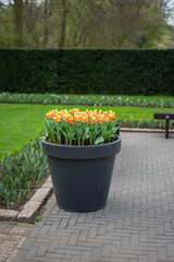Flower garden, Netherlands , a bench in a garden