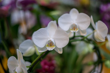 Obraz na płótnie Canvas Flower garden, Netherlands , a close up of a flower