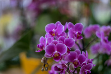 Flower garden, Netherlands , a close up of a purple flower