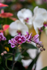 Flower garden, Netherlands , a close up of a flower