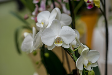 Flower garden, Netherlands , a close up of a flower