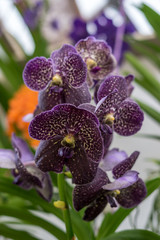 Flower garden, Netherlands , a close up of a flower