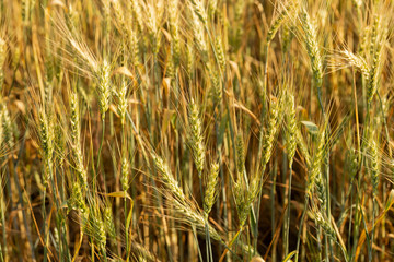 Grain field. Space for wheat. Land for agricultural purposes. Food base of the human race. Green cereals during flowering. 