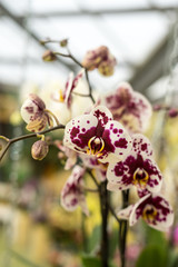 Flower garden, Netherlands , a close up of a flower