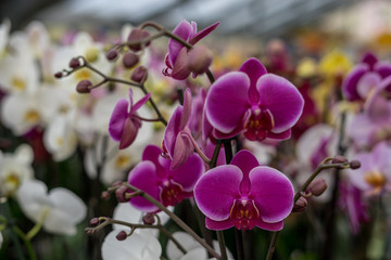 Flower garden, Netherlands , a close up of a purple flower