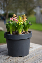 Flower garden, Netherlands , a banana tree with a flower on a plant
